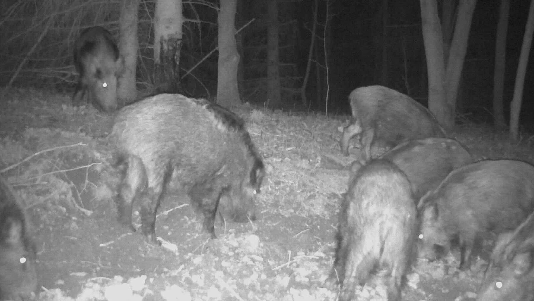 Atractant spray Wildlockmittel 500ml, pentru mistret si cerb