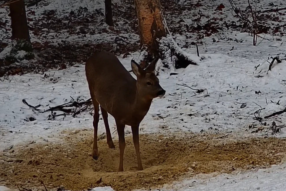 Atractant Turbo Powder 3kg, pt toate tipurile de vanat