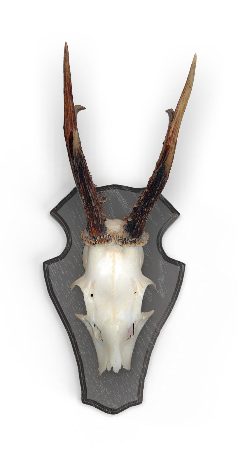 Panoplie Caprior 22x13cm, din stejar, Eurohunt, culoare inchisa