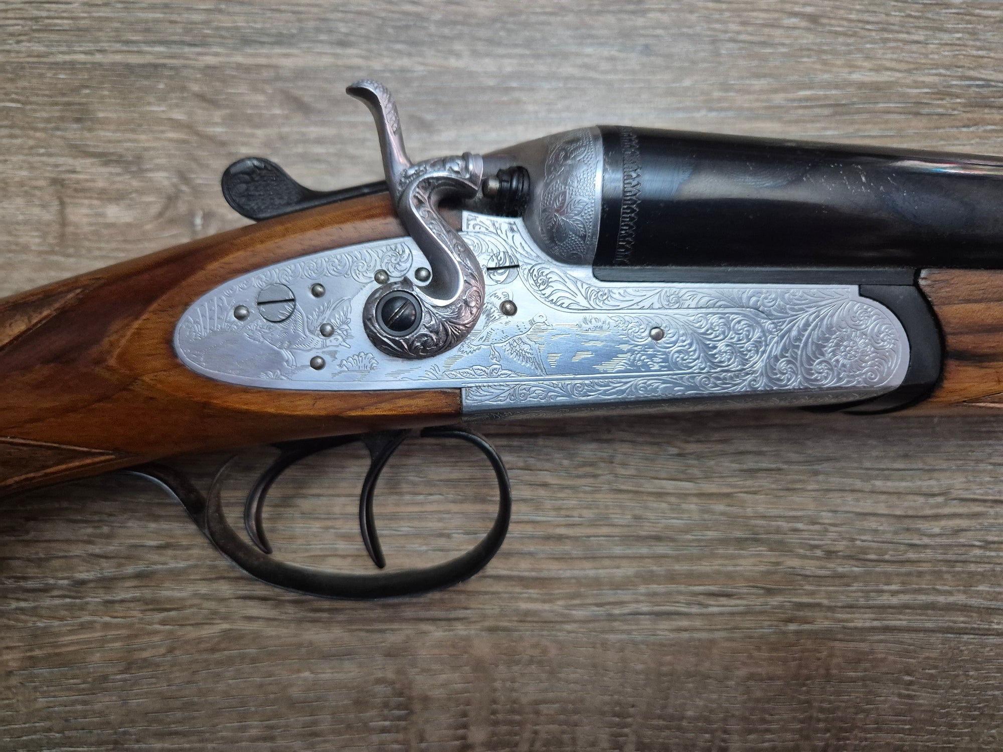 Lisa Siace, cal 12, tevi 70.5cm, cocoase exterioare